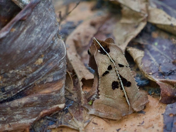 Crested Forest Toad (Rhinella "margaritifera")