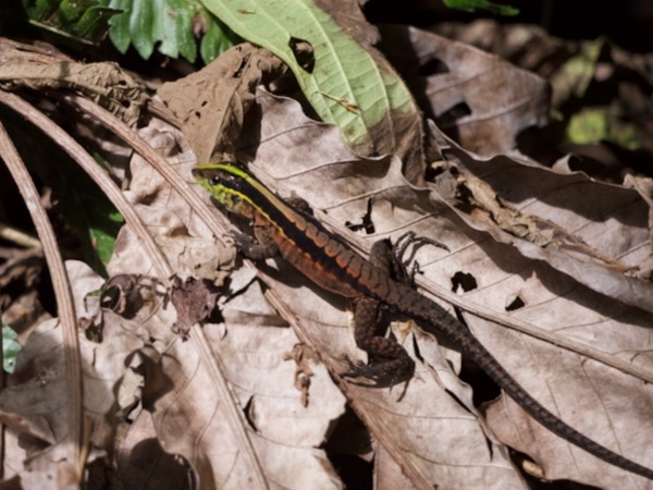 Forest Whiptail (Kentropyx pelviceps)