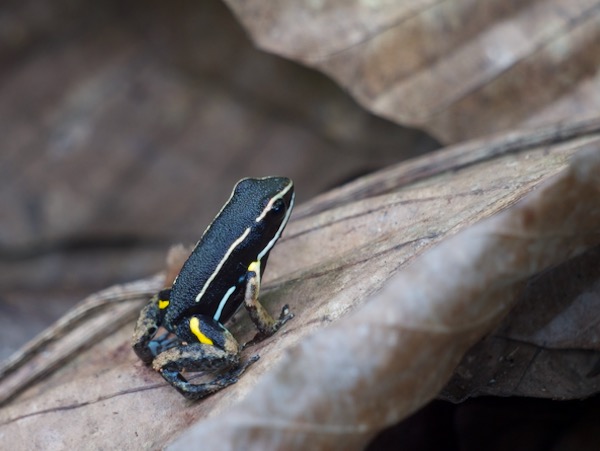 Spotted-thighed Poison Frog (Allobates femoralis)