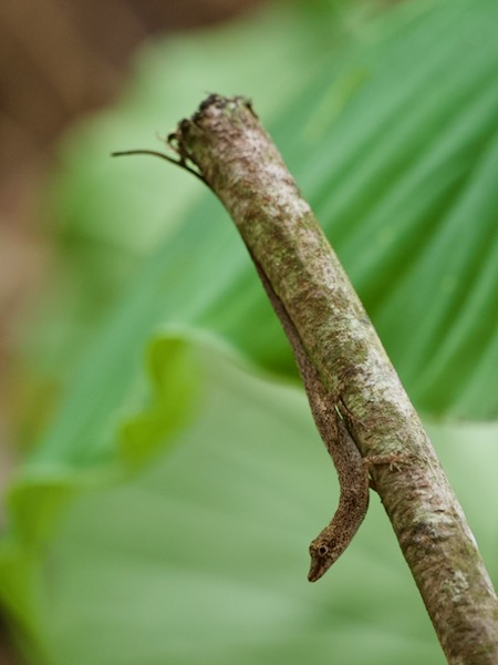 Brown-eared Anole (Anolis fuscoauratus)