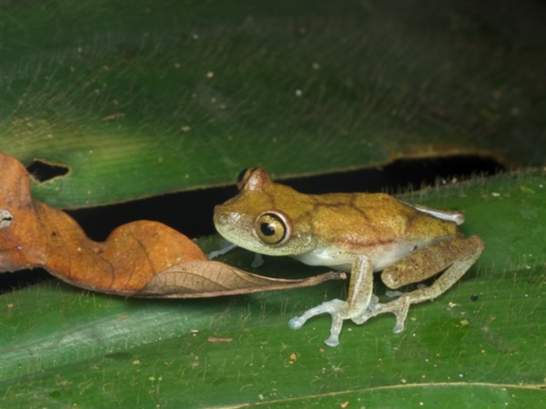 Nymph Treefrog (Boana nympha)