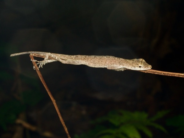 Brown-eared Anole (Anolis fuscoauratus)