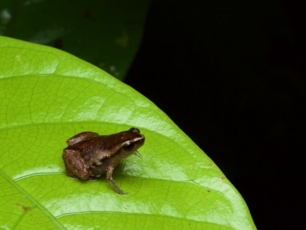 Carvalho’s Silent Frog (Chiasmocleis carvalhoi)