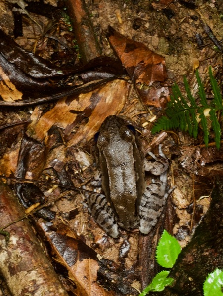 Smokey Jungle Frog (Leptodactylus pentadactylus)