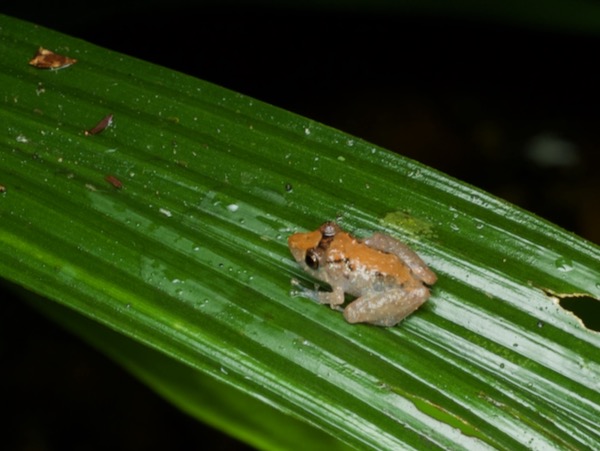 Luscombe’s Rain Frog (Pristimantis luscombei)