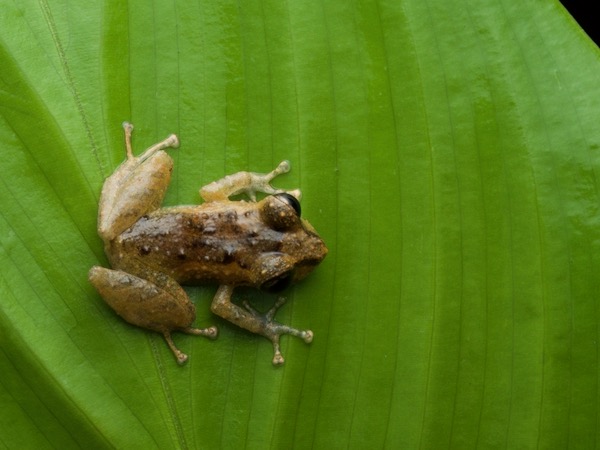 unidentified species (Pristimantis sp 2)