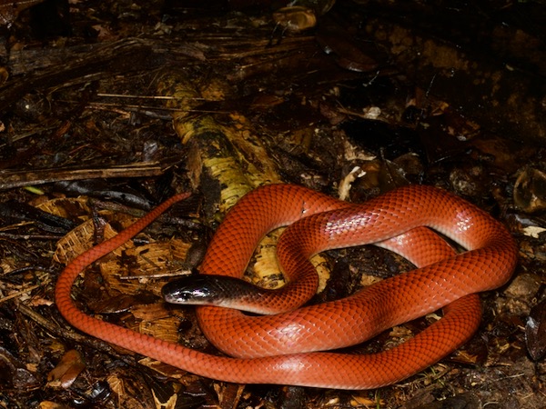 Crowned False Boa (Pseudoboa coronata)