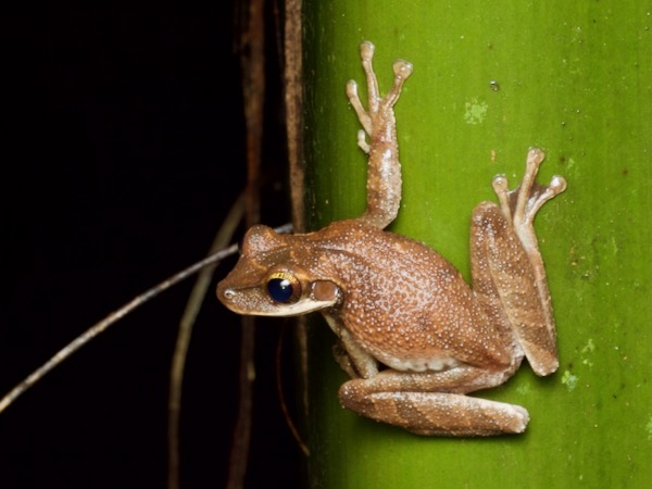 Flat-headed Bromeliad Treefrog (Osteocephalus planiceps)