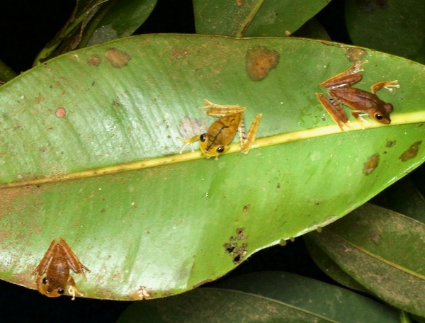 Convict Treefrog (Boana calcarata)