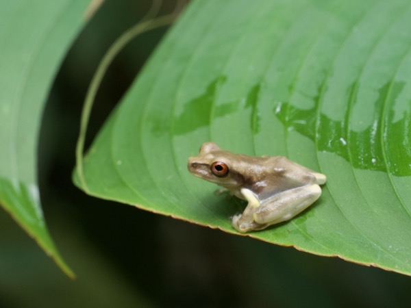 unidentified species (Osteocephalus sp)