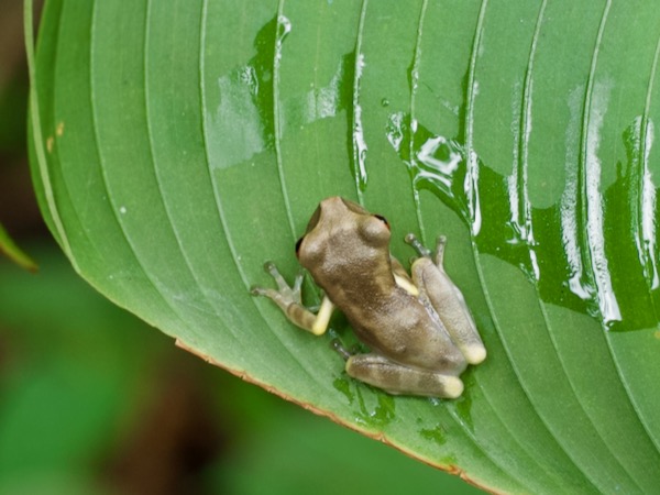 unidentified species (Osteocephalus sp)