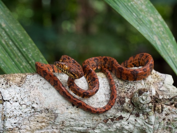 Amazon Tree Boa (Corallus hortulanus)