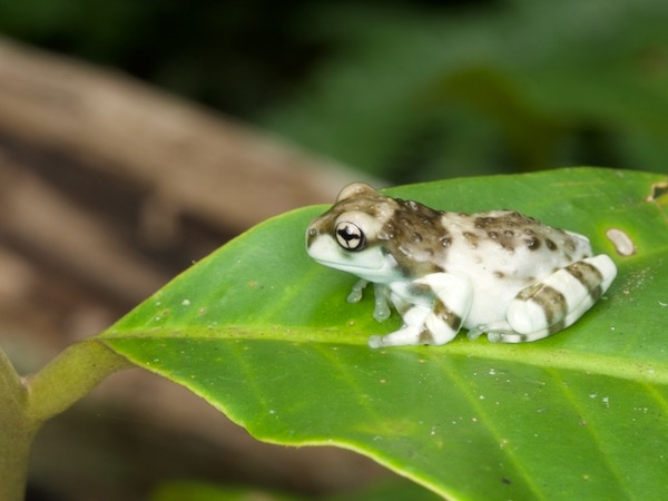 Amazon Milk Frog (Trachycephalus resinifictrix)