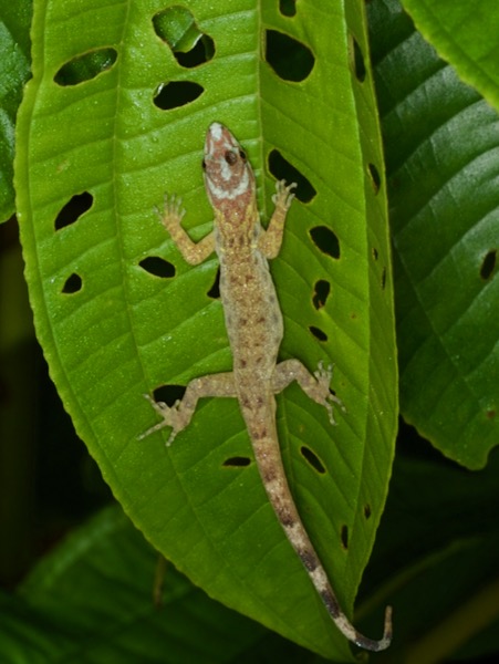 Bridled Forest Gecko (Gonatodes humeralis)