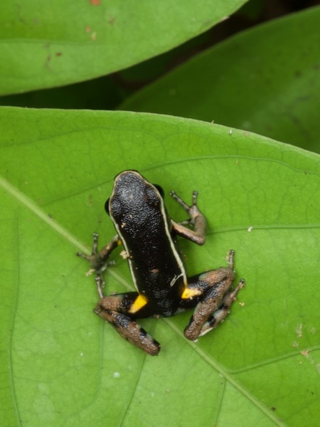 Pale-striped Poison Frog (Ameerega hahneli)