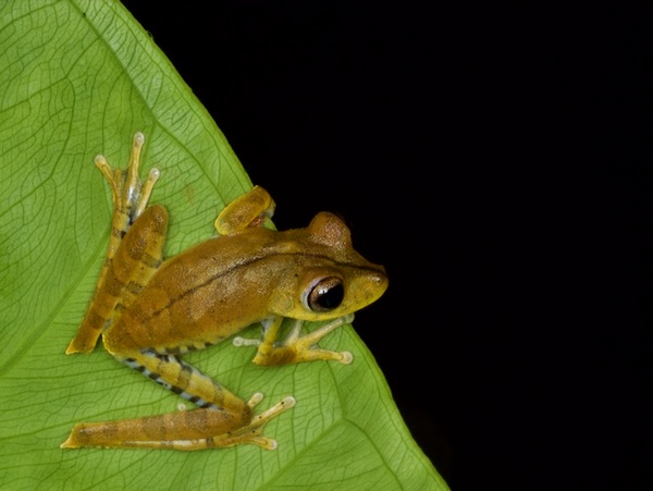 Convict Treefrog (Boana calcarata)