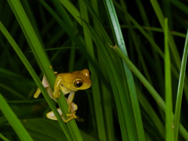 Variable Clown Treefrog (Dendropsophus triangulum)