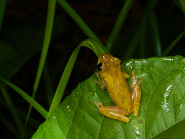 Variable Clown Treefrog (Dendropsophus triangulum)