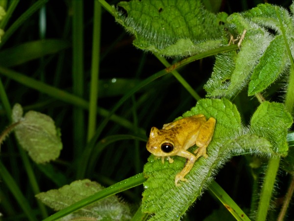 Variable Clown Treefrog (Dendropsophus triangulum)