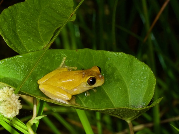 Variable Clown Treefrog (Dendropsophus triangulum)