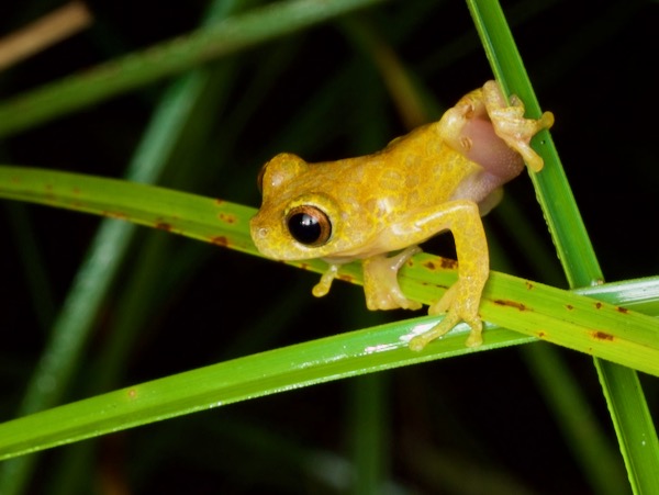 Variable Clown Treefrog (Dendropsophus triangulum)