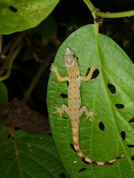 Bridled Forest Gecko (Gonatodes humeralis)