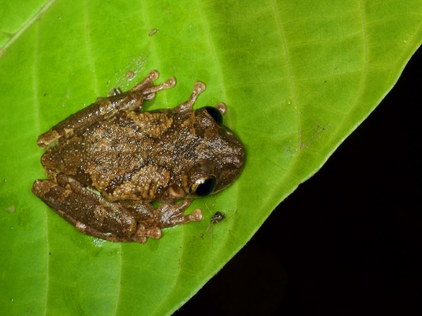 Forest Bromeliad Treefrog (Osteocephalus cabrerai)