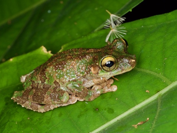 Forest Bromeliad Treefrog (Osteocephalus cabrerai)