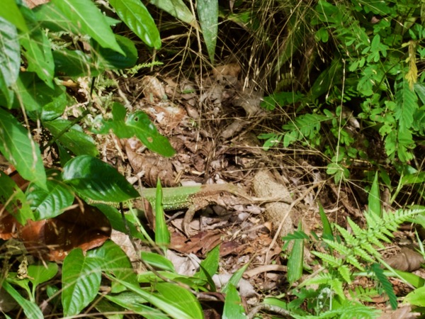 Giant Ameiva (Ameiva ameiva)