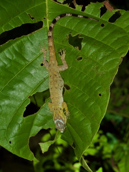 Bridled Forest Gecko (Gonatodes humeralis)