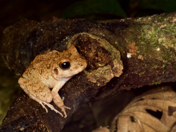 Common Big-headed Rain Frog (Oreobates quixensis)