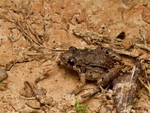 Forest Chirping Frog (Adenomera hylaedactyla)