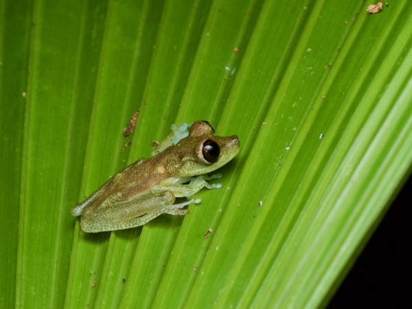 Nymph Treefrog (Boana nympha)