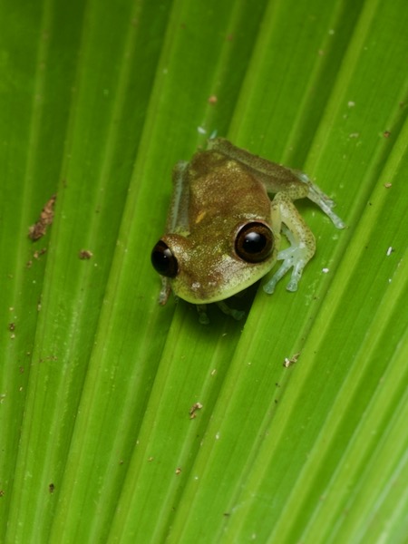 Nymph Treefrog (Boana nympha)