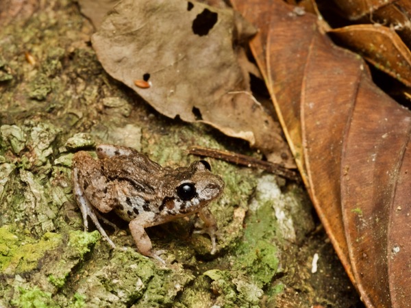 Forest Chirping Frog (Adenomera hylaedactyla)