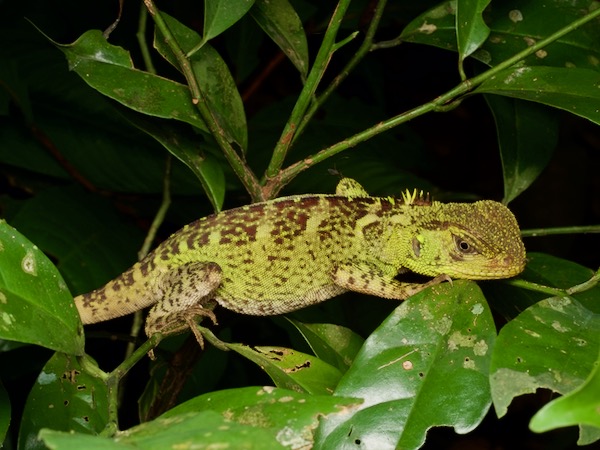 Amazon Forest Dragon (Enyalioides laticeps)