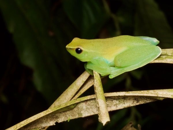 Greater Hatchet-faced Treefrog (Sphaenorhynchus lacteus)