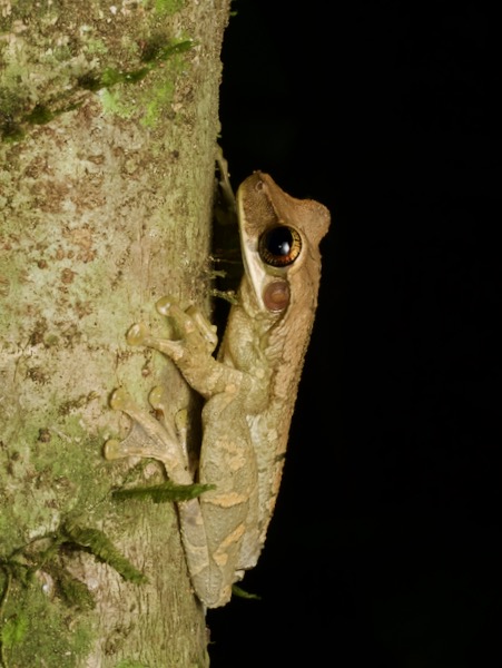 Flat-headed Bromeliad Treefrog (Osteocephalus planiceps)