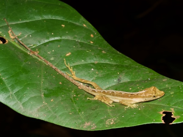 Common Forest Anole (Anolis trachyderma)