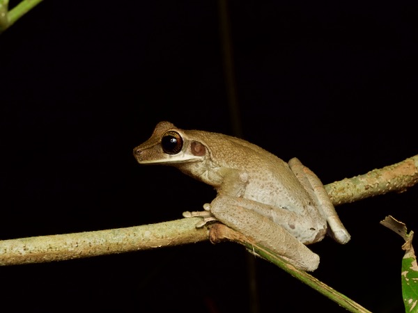 Flat-headed Bromeliad Treefrog (Osteocephalus planiceps)