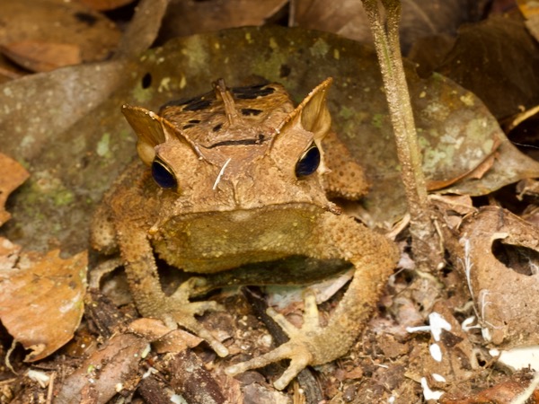 Crested Forest Toad (Rhinella "margaritifera")