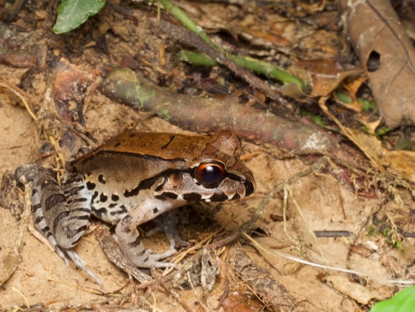 Smokey Jungle Frog (Leptodactylus pentadactylus)