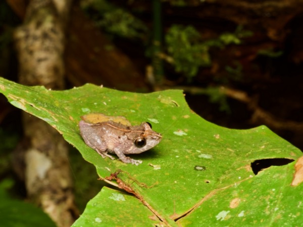 Long-nosed Rain Frog (Pristimantis carvalhoi)