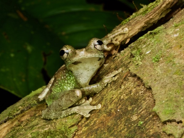 Buckley’s Slender-legged Treefrog (Osteocephalus buckleyi)