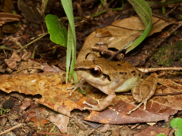 Malkin’s Rain Frog (Pristimantis malkini)