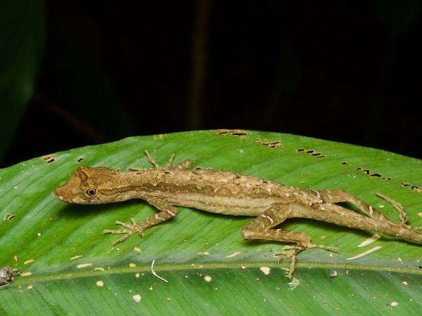 Common Forest Anole (Anolis trachyderma)