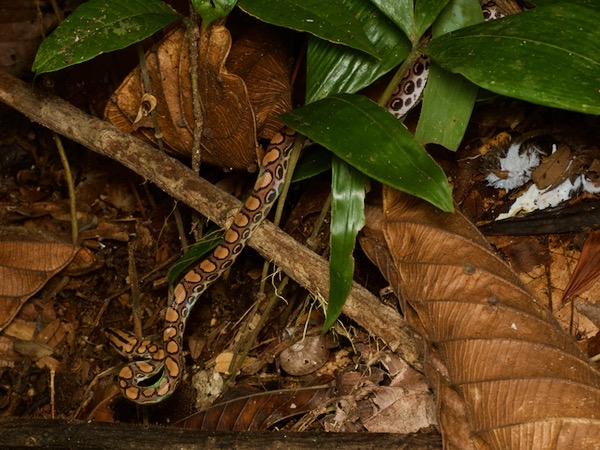 Western Rainbow Boa (Epicrates cenchria)