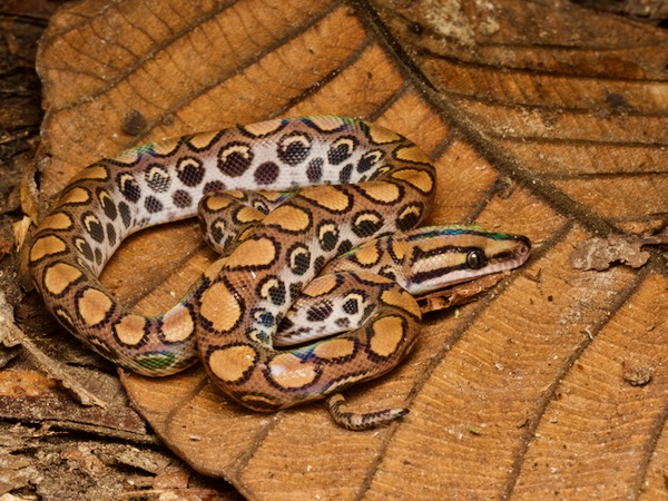 Western Rainbow Boa (Epicrates cenchria)