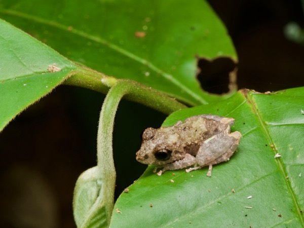 unidentified species (Pristimantis sp 3)