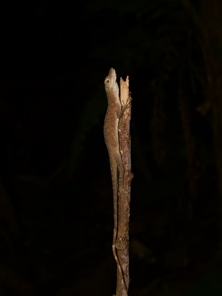 Brown-eared Anole (Anolis fuscoauratus)